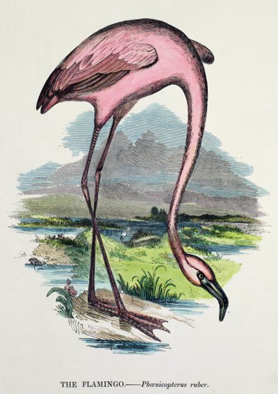 Fenicottero (Phoenicopterus Ruber) da English School